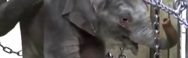 Zoo vrt predstavio prvu bebu slona rođenu u 138 godina (VIDEO)