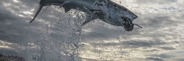 Velika bela ajkula oborila svetski rekord sa skok u vis