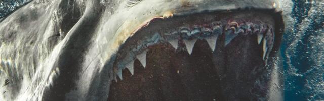 One su strah i trepet mora i okeana, ali… Ove predatore u Mediteranu toliko ubijaju da im preti nestanak