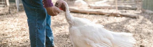 ​Израел пријавио епидемију птичјег грипа