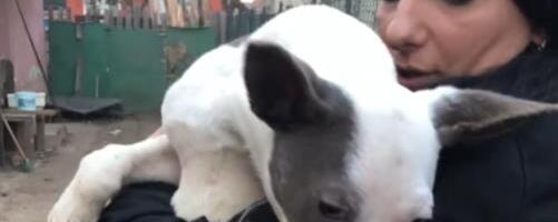 "NIJE DIGLA RUKU NA SEBE, ŽURILA JE KUĆI SVOJOJ DECI" Sanja je bila samohrana majka troje dece, prijatelji neutešni posle nesreće - Za ocem ovako plakao nisam