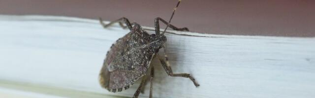 Smrdibube se užasno plaše jedne stvari: Samo stavite ovo kod ulaznih vrata i nestaće