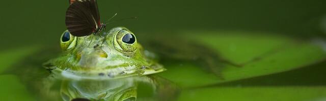 Naučnici stvorili „neurorobote“ od ćelija žabe