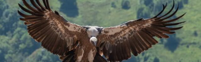 Rajka odletela do Afrike