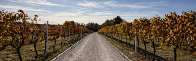 Srbija i Češka jačaju agro partnerstvo: Najavljena nova ulaganja i projekti