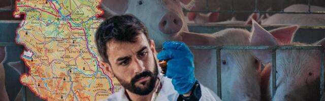 Ova mesta u Srbiji su najkritičnija, bolest se širi -  virus koji napada svinje ušao na velike farme!