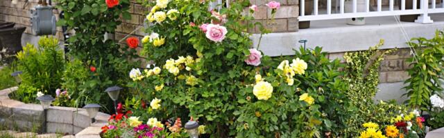 6 prirodnih vrsta đubriva za vaše ruže