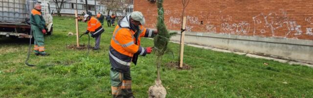 Kragujevac u zelenoj boji - priroda u srcu grada  - Sadnja 110 četinarskih i lišćarskih sadnica u Centralnoj radionici i Bagremaru (FOTO)