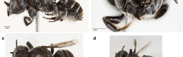 Pronađen „lucifer“: Ovo maleno stvorenje ima „đavoljske“ rogove