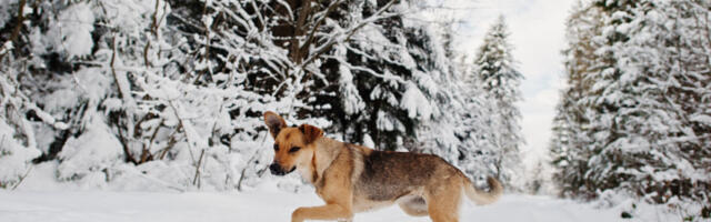 Solarni tuneli za napuštene pse: Danju apsorbuju sunčevu energiju, da bi ih noću grejali