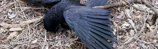 Društvo za zaštitu ptica objavilo ZABRINJAVAJUĆE podatke! Labudovo okno postalo mesto na kom odjekuju pucnji