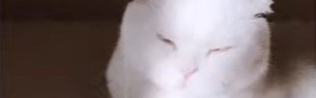 NIKO JE NIJE ŽELEO, A ONDA... Ova mačka ima RAZLIČITU BOJU očiju - nećete verovati kako IZGLEDA! (VIDEO)