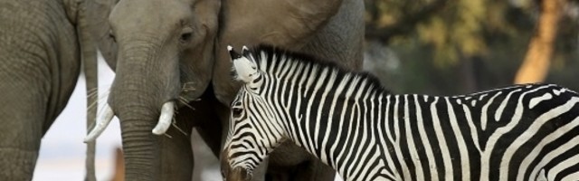 Stiže nam dobra vest iz Kenije! Udvostručili su broj slonova