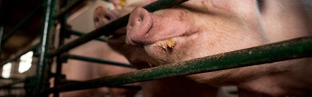 Afrička kuga svinja se pojavila u okolini Kraljeva i Čačka, sprovodiće se eutanazija