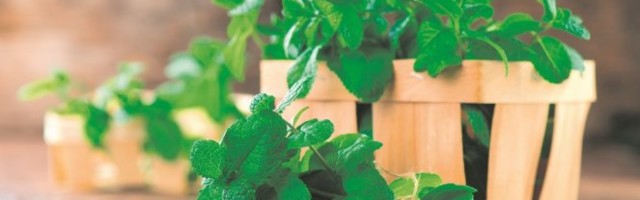 OVA BILJKA JE SVETI GRAL ZDRAVLJA! Korisna za organizam, a evo kako treba da je KORISTITE