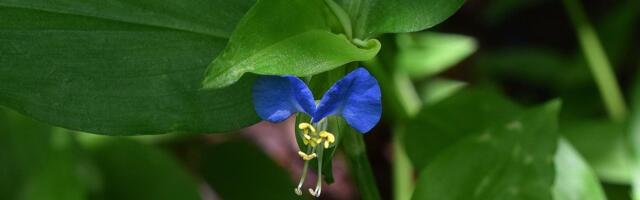 Biljke se prilagođavaju na život u različitim urbanim sredinama