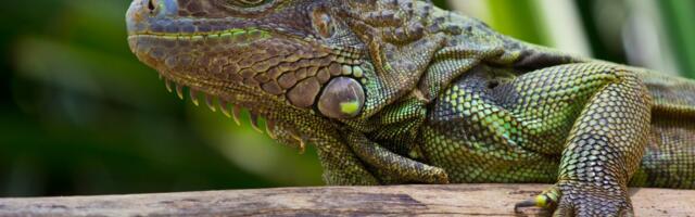 Gmizavci ne traže vodu kao drugi ljubimci: Skriveni SIMPTOMI DEHIDRACIJE koje vlasnici često ignorišu