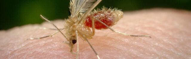 Ubadaju i preko garderobe! Komarci već ne daju mira Beograđanima, stručnjaci otkrili i da nam preti najezda