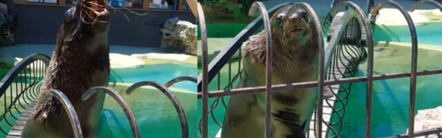 UGINULA JEDNA OD NAJSTARIJIH ŽIVOTINJA BEO ZOO VRTA! Poslednji skok Berta: Omiljena foka više neće zabavljati posetioce - oglasili se iz zoološkog!