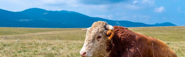 Rekord na aukciji: Bik prodat za 143.000 evra