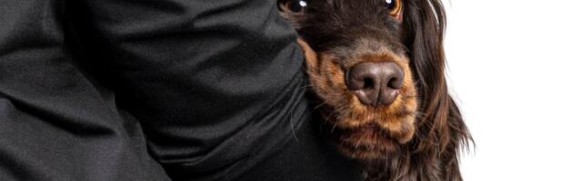 U ovoj zemlji broj pasa i dece skoro izjednačen: Da li ljubimci postaju novi centar porodičnog života?