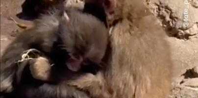 Omiljeni Internet majmunčić, ponovo osvaja: Panč našao devojku (VIDEO)