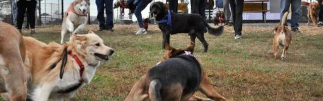 Vlasnik ujeo psa: Policija intervenisala u bečkom parku