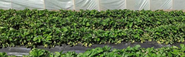 Grad "odneo" 450.000 evra: Nevreme opustošilo dolinu Neretve, uništeno 150 tona jagoda pred samu berbu