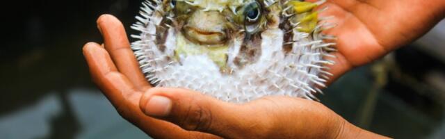 Najopasnija hrana na svetu