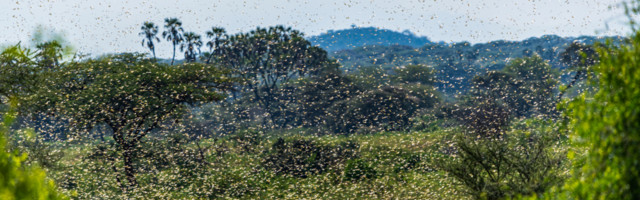 UN UPOZORAVAJU: Skakvaci prete da ugroze prehranu stanovništva juga Afrike