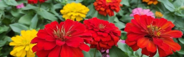 Najzahvalniji cvet za baštu! Lako se gaji i veoma je koristan (FOTO)