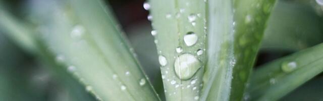 Zašto je sada idealno vreme da uključite aloju u svoju beauty rutinu?