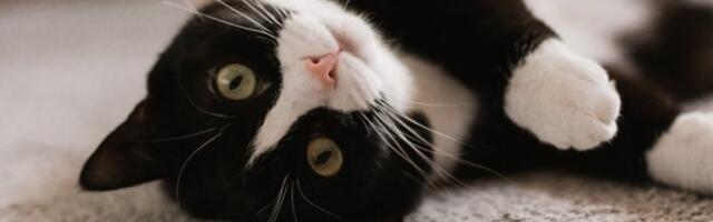 Zašto mačka dobije nalet ludila noću? Evo šta pokušava da vam kaže