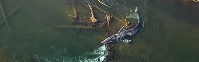 Млади сиви кит пронађен мртав у реци у држави Вашингтон