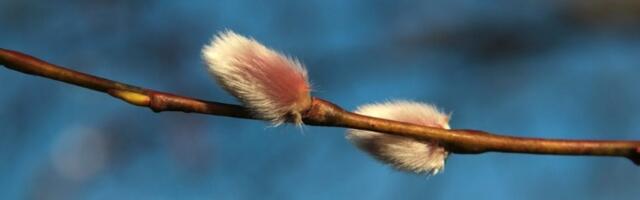 Vrbopuc - kada priroda i srce govore istim jezikom!