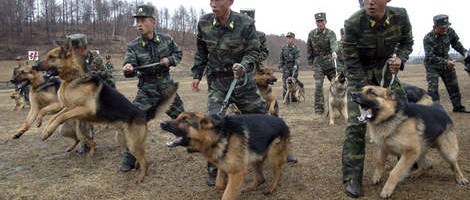 HRW: Zatvorenici u S. Koreji tretirani gore od životinja