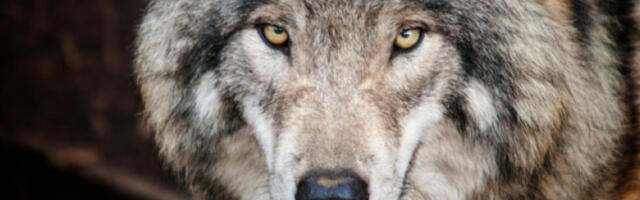 Студија: Две трећине раса паса носи значајну количину вучјег ДНК