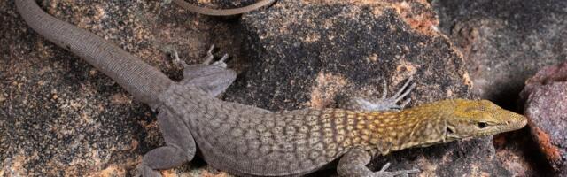 „Bili smo zapanjeni kad su stigli genetski rezultati“: Otkrivene 3 nove vrste varana