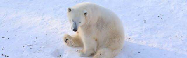 Malo arktičko selo na Aljasci želi da turisti dolaze da posmatraju polarne medvede