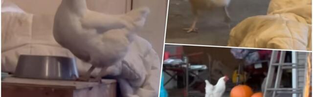 EMPATIJA PREMA KOKOŠKAMA! Umesto hrskavih krilaca i BBQ sosa, u bivšem KFC-u vas čeka IZNENAĐENJE! Ovo je najbizarnija atrakcija
