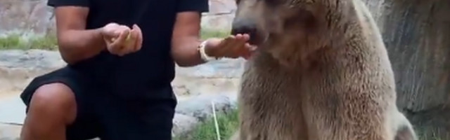 Šta ima normalnije od toga da ti medved JEDE IZ RUKE? Ako igraš u Rusiji - ništa! /VIDEO/