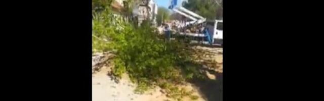 Posekli više od 10 stabala na Zemunskom keju (VIDEO)