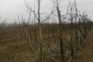 Због високих температура воће би могло слабије да роди