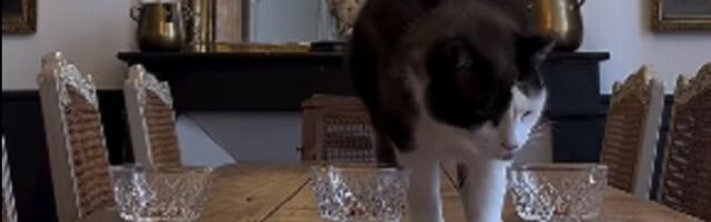 Mačka predvidela šta će Orlovi uraditi u meču odluke (VIDEO)