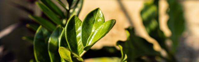 Biljka koja privlači novac kao magnet – ali samo na JEDNOM MESTU u domu (FOTO)