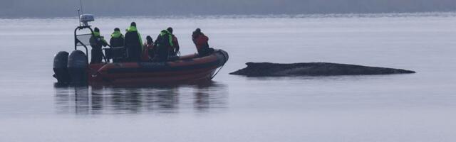 Prekinuti pokušaji spasavanja grbavog kita nasukanog kod Vismara