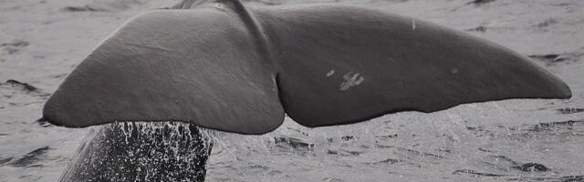 Kit od 12 metara se nasukao na plaži u Francuskoj: Nije uspelo spasavanje