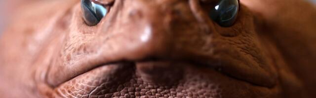 Spektakularno otkriće: Evolucija ovih stvorenja brža je nego što je iko očekivao