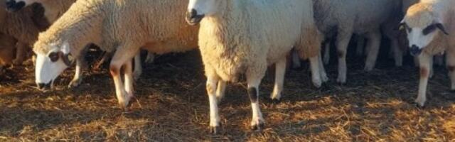 Potvrđeno žarište boginja ovaca i koza: Hitno se oglasile nadležne službe