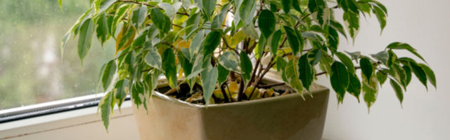 Naučnici tvrde da biljke imaju svoj biološki sat koji ne smemo remetiti